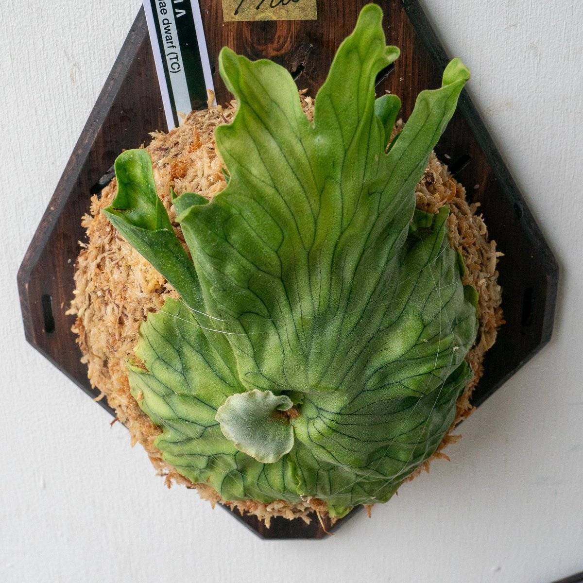 2025.7/15〜】板付ビカクシダ P wandae dwarf（TC） | IMAMA