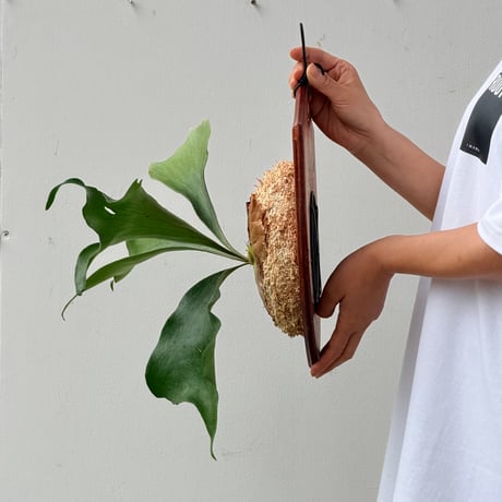 【2026.7/2〜】板付ビカクシダ　P. hillii 'Pumila Kew Garden' spore#1