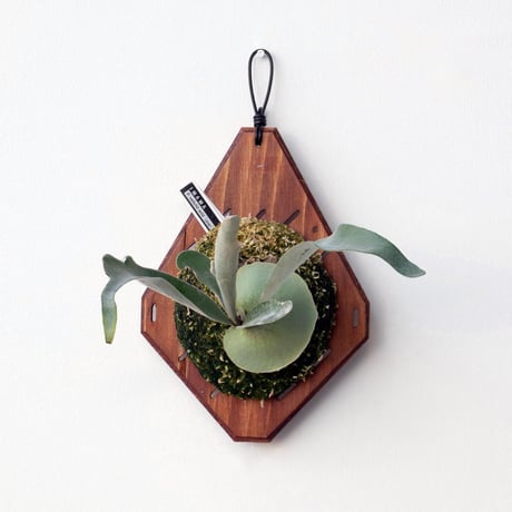 CATEGORY veitchii | IMAMA