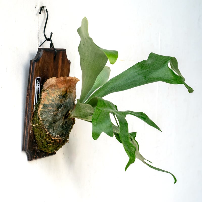 H.E camp　ビカクシダFSQ VP pup +肥料バスケット20個 H.E camp ビカクシダFSQ VP pup +肥料バスケット20個 H.E camp