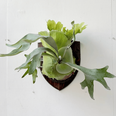CATEGORY willinckii | IMAMA CATEGORY willinckii | IMAMA