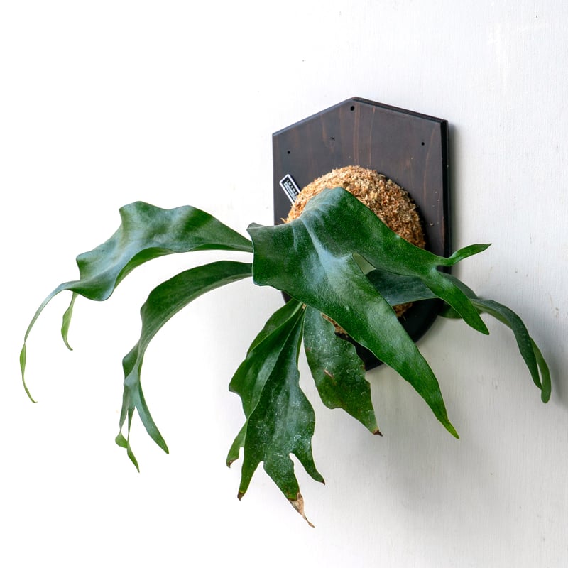 ビカクシダ 板付 2024012000004 2025.11/4〜】板付ビカクシダ P. Trident（P. Mt.lewis × P