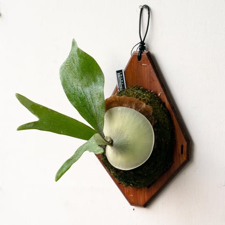 ビカクシダ | STORES