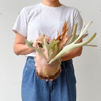 【2026.6/25〜】板付ビカクシダ　 P. veitchii [pup]
