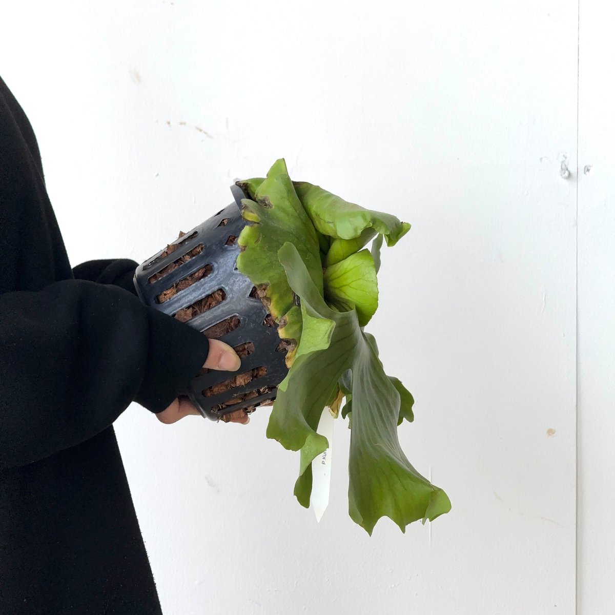 2026.4/28〜】ビカクシダポット苗 P. 'Kuromi'_2 | IMAMA