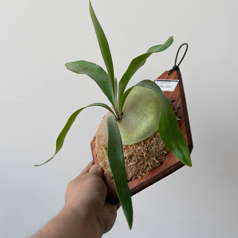 2025.12/31〜】板付ビカクシダ P. 'Blue Vista' （'Paul We