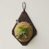 2026.2/2〜】板付ビカクシダ P. Hakuna Matata （pup） | IMAMA