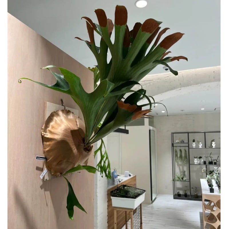 ビカクシダ P. hillii Bangpung (pup) P. hillii Bangpung (pup) | naturefix