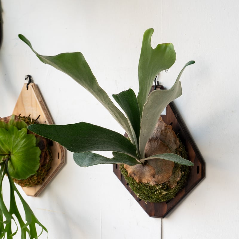 2025.9/1〜】板付ビカクシダ P. Akki（pup） | IMAMA