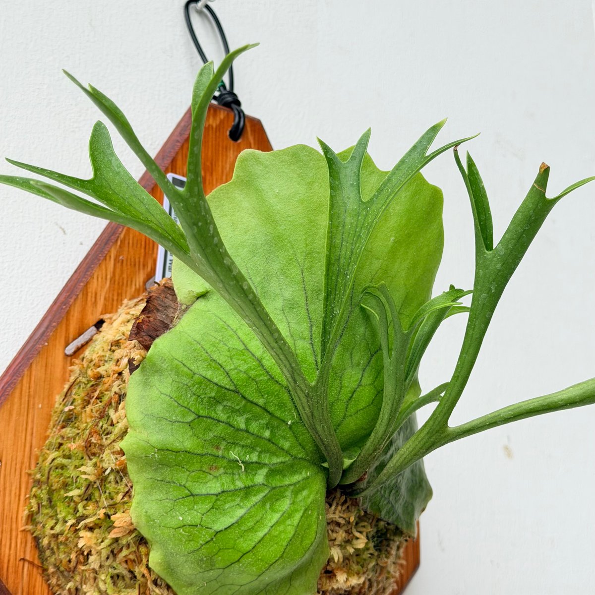 2026.6/25〜】板付ビカクシダ P. coronarium 'Wai Wai' |
