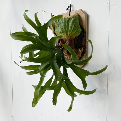 CATEGORY レア品種 | IMAMA