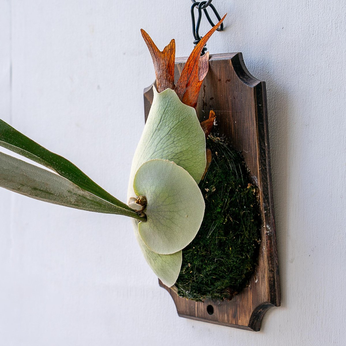 2025.11/12〜】板付ビカクシダ P. veitchii_2 | IMAMA