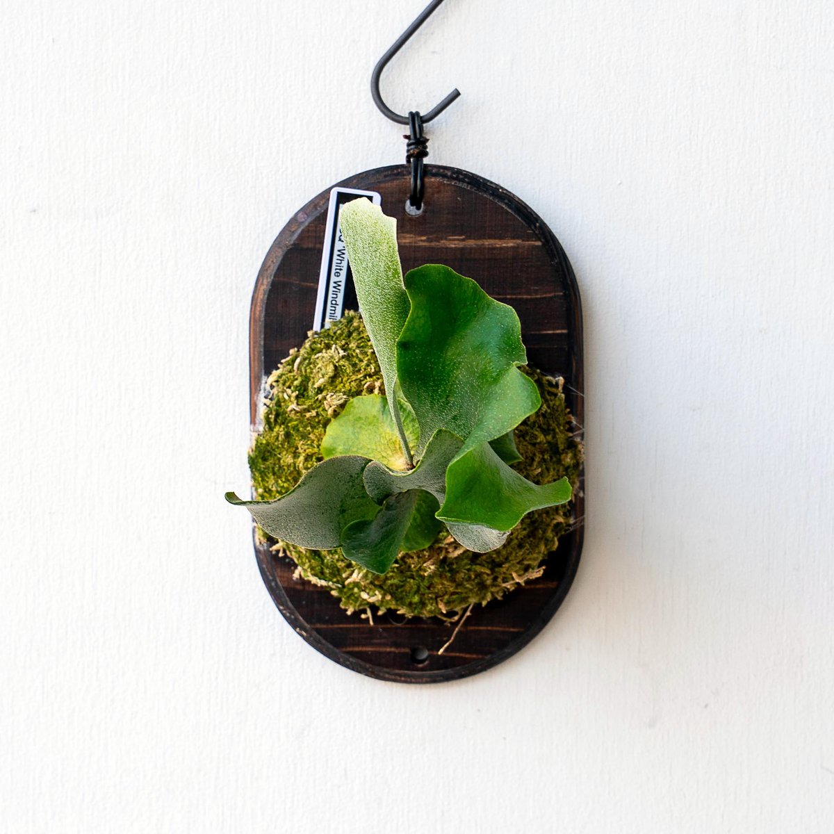 2025.11/12〜】板付ビカクシダ P. FSQ 'White Windmill' （