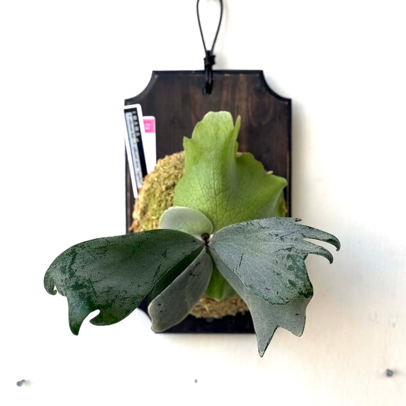 P.willinckii Annie spore 板付け アフター縁日】板付ビカクシダ P. willinckii spore white #9（