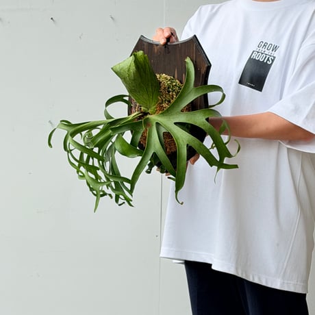 【2026.7/2〜】板付ビカクシダ　 P. coronarium 'White'