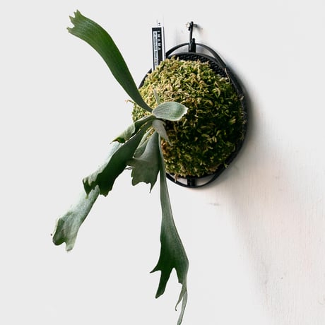 コウモリラン | STORES