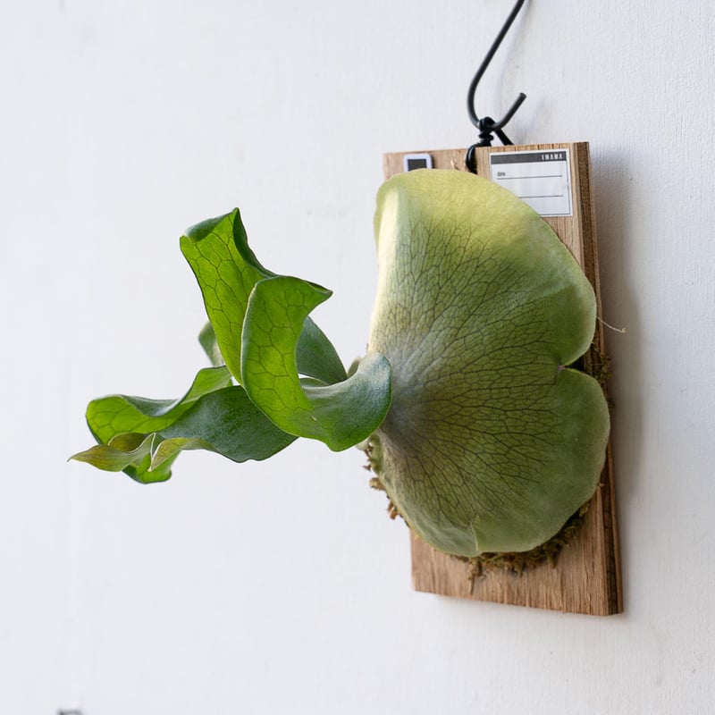 2025.11/12〜】板付ビカクシダ P. Dandin（pup） | IMAMA