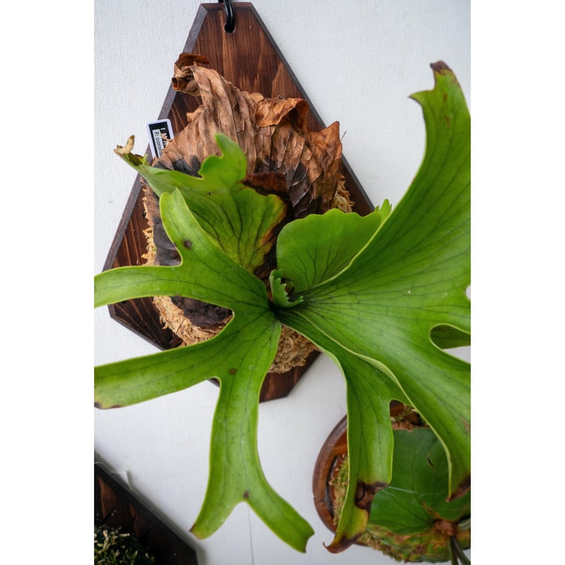 2025.7/16〜】板付ビカクシダ P. coronarium 'dragon tre