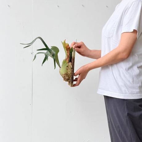 【2026.6/18〜】板付ビカクシダ　P. bifurcatum × P. 'Mt. Lewis'