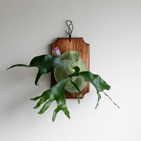 コウモリラン | STORES