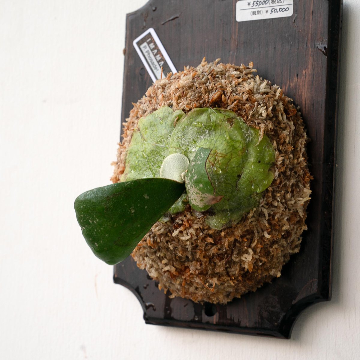 2025.11/22〜】板付ビカクシダ P. Phosadet（pup） | IMAMA