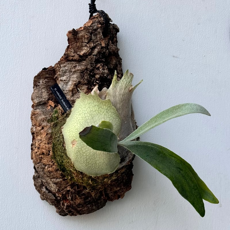 veitchii Auburn river (oc) 株分ビカクシダ