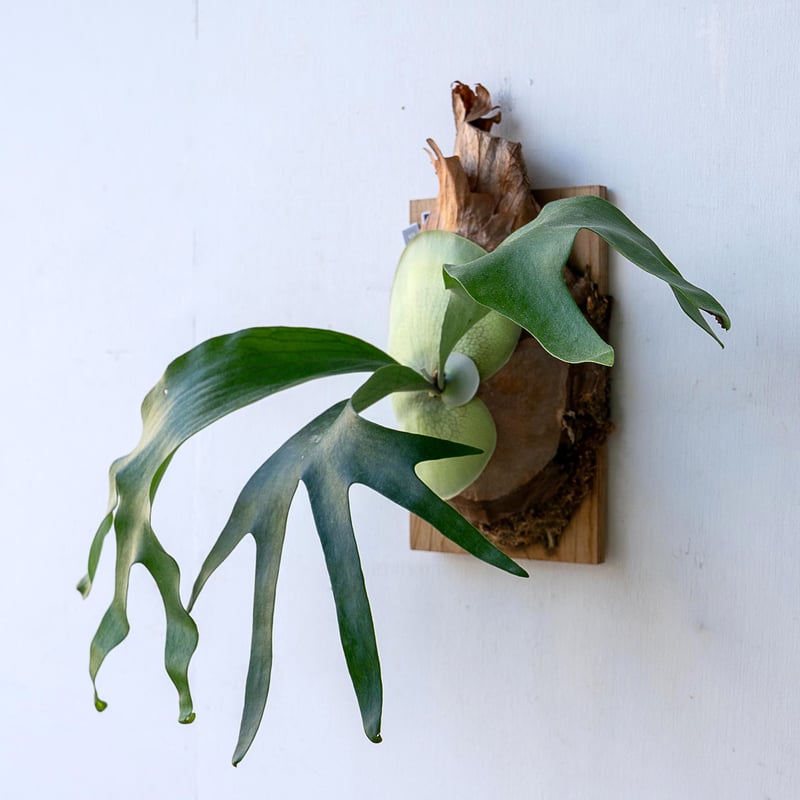 2025.11/12〜】板付ビカクシダ P.Chiang Dao（pup）_2 | IMAMA