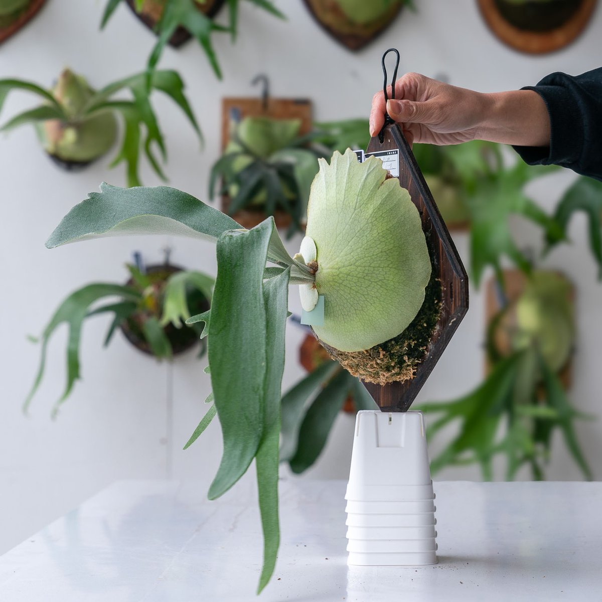 2025.1/19〜】板付ビカクシダ P. monkey north（pup）_1 |