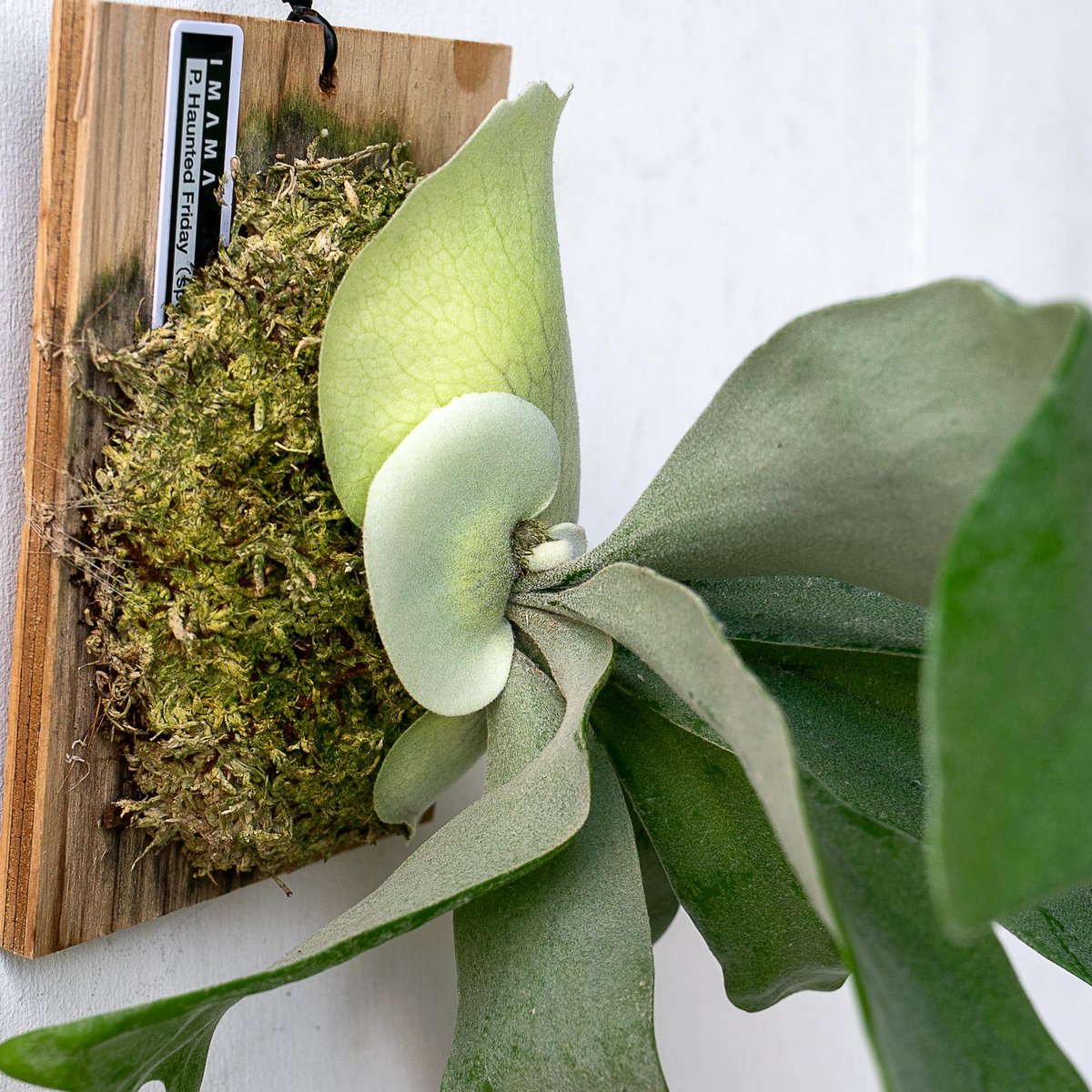 六角板付け♡ビカクシダオリジナルスポア株 ビカクシダ リドレイ スポア板付けセット コウモリラン 壁掛け 初心者