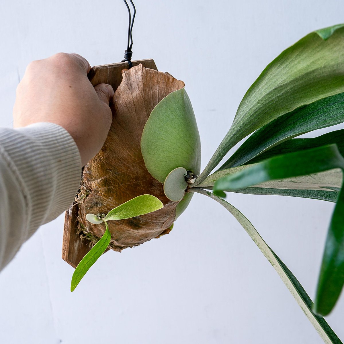 2025.11/12〜】板付ビカクシダ P.bifurcatum系不明種（pup） |