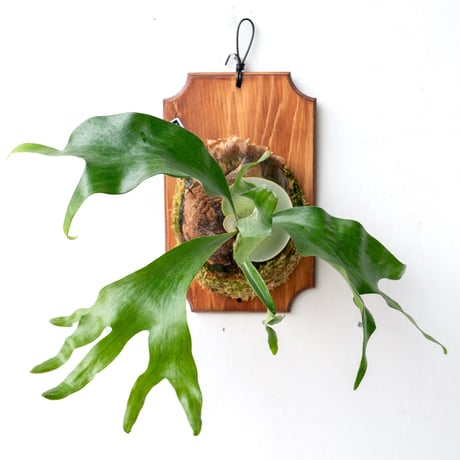 CATEGORY hillii | IMAMA