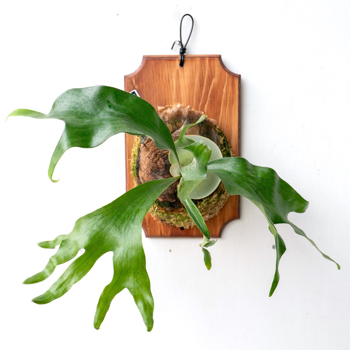 2025.11/4〜】板付ビカクシダ P. hillii 'Dragon Claw#2'