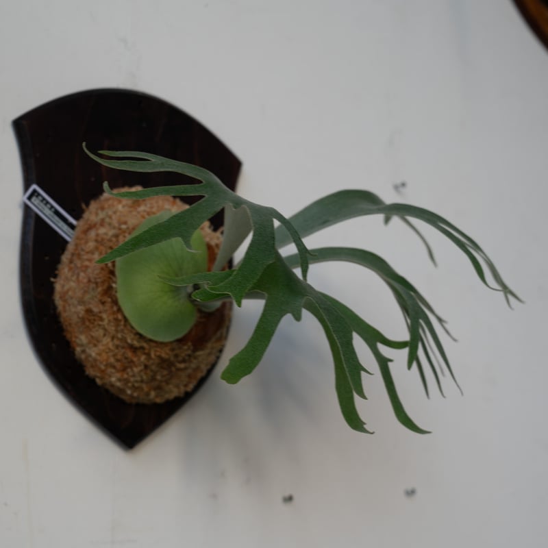 2025.6/16〜】板付ビカクシダ P. Ginka × P. willinckii c