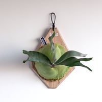 2025.12/21〜】板付ビカクシダ P. veitchii sporeling mut