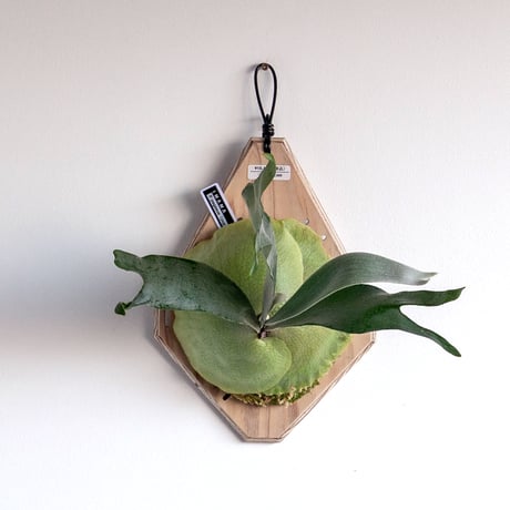 P.willinckii Leonids レオニズ pup P.willinckii Leonidas 【artPLANTs】ビカクシダ/Platycerium