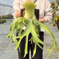 2025.3/25〜】板付ビカクシダ P. Full Moon（pup） | IMAMA