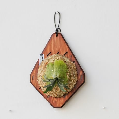 専用 ビカクシダ クモクモ コウモリラン | STORES