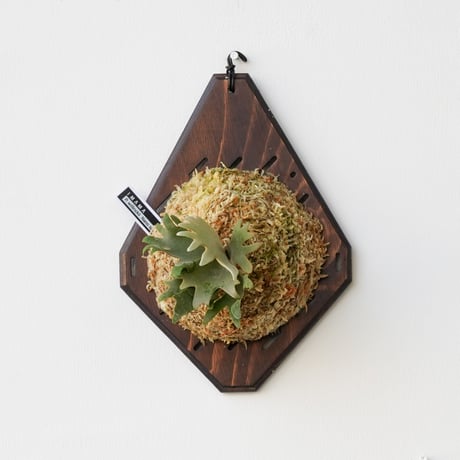 コウモリラン | STORES