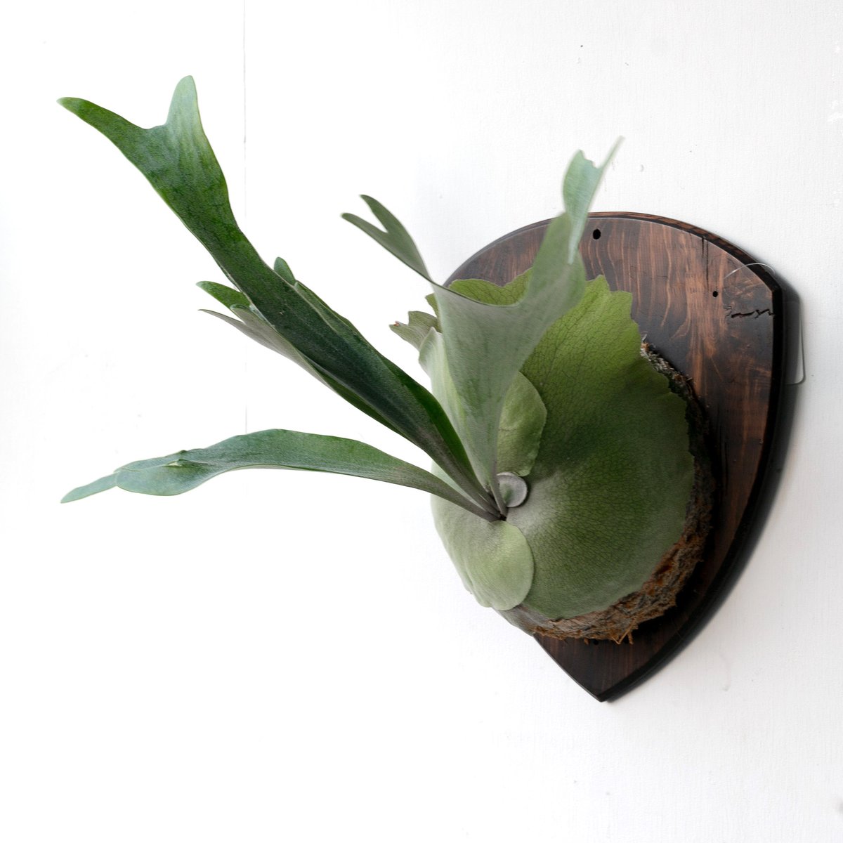 ビカクシダ クアドリディコトマム子株 【公式通販】