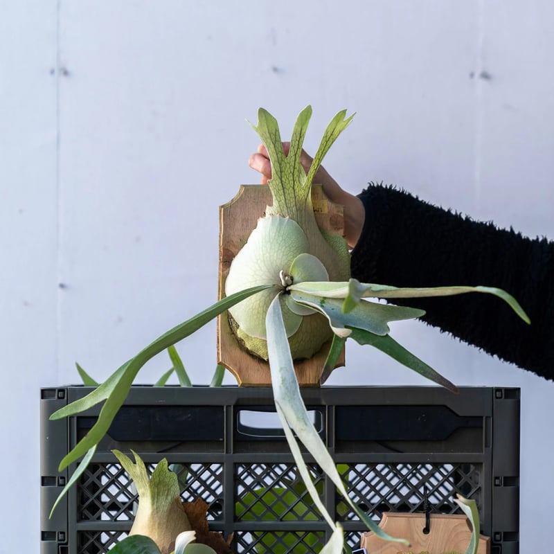 ビカクシダ Veitchii 板付け ザ・ファームセレクト]ビカクシダ（コウモリラン）：ベイチー