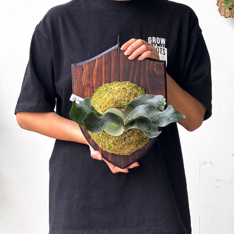 CATEGORY ¥30,000〜 | IMAMA