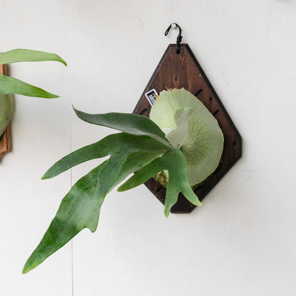 2025.1/29〜】板付ビカクシダ P. veitchii | IMAMA