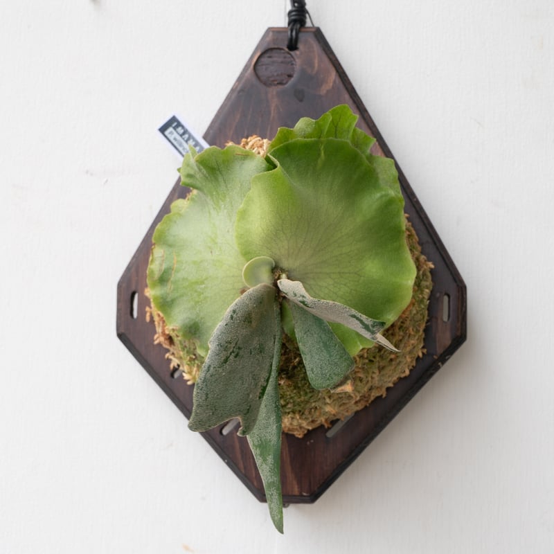 ritvビカクシダwillinckii Omega spore 焼き板付け イクマ様専用 ビカクシダwillinckii Omega spore 焼き板付け