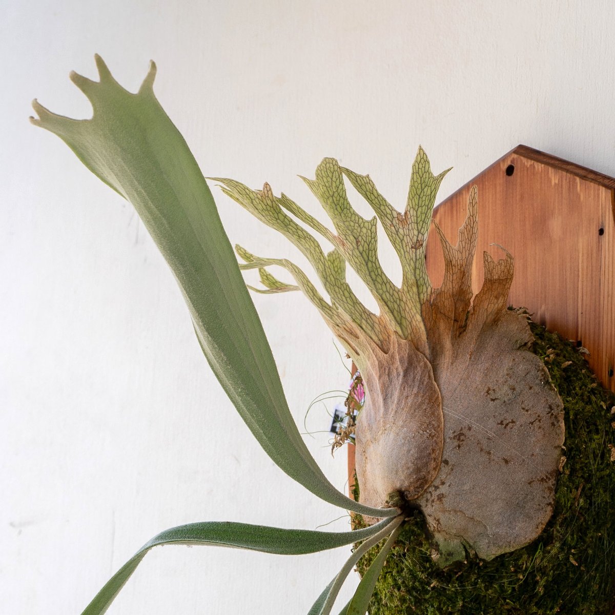 【②】P. monkey north high sheild 板付　ビカクシダ 2025.8/5〜】板付ビカクシダ P. 'Monkey North high shield