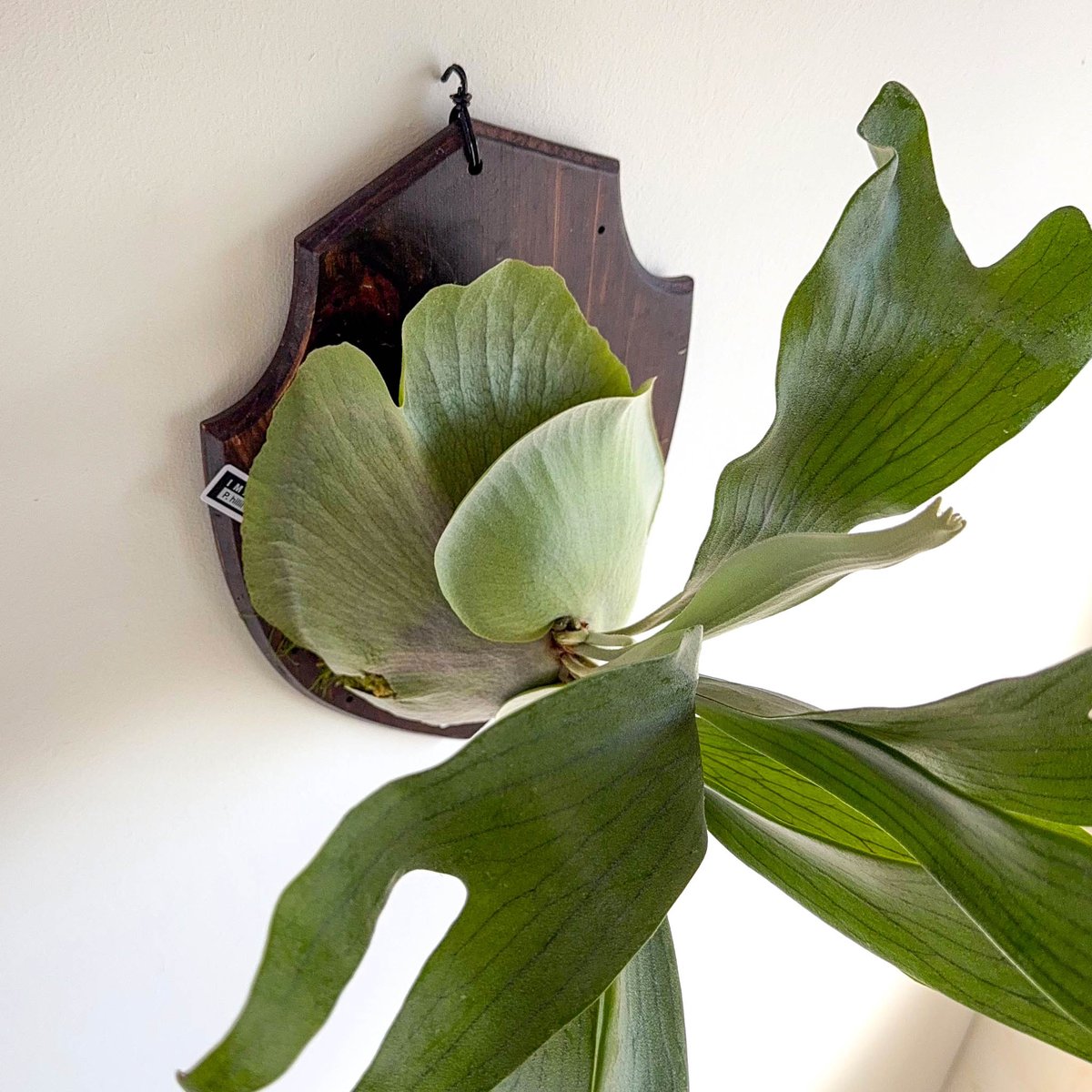 2025.12/17〜】板付ビカクシダ P. hillii 'Hula Hands Afr