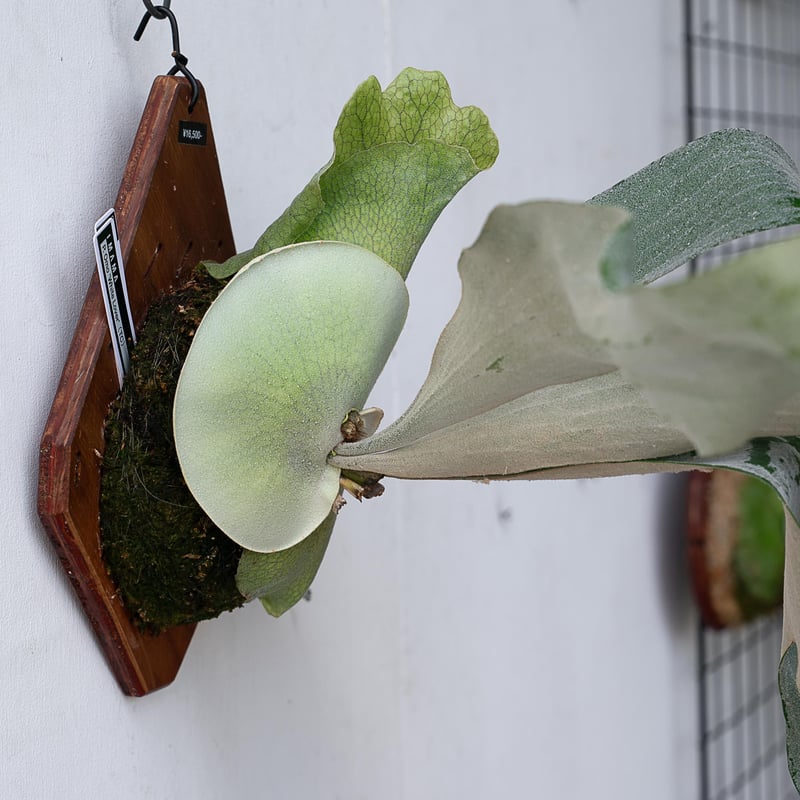 P.ｏｍｏ　株分　 元祖白系ビカクシダ P.omo 株分 元祖白系ビカクシダ - メルカリ