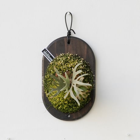 2026.1/29〜】板付ビカクシダ P. willinckii 'Totoro' spor