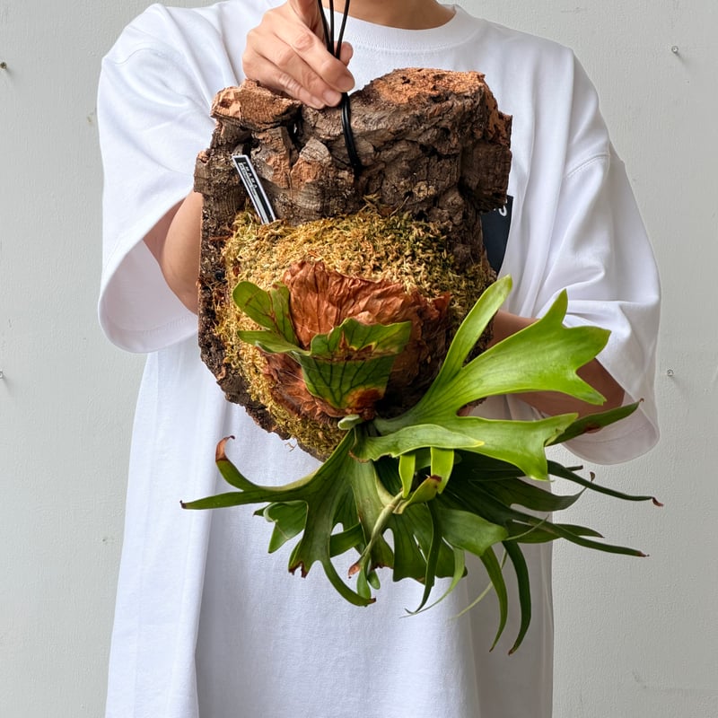2026.7/2〜】コルク付ビカクシダ P. coronarium 'Dragon tree