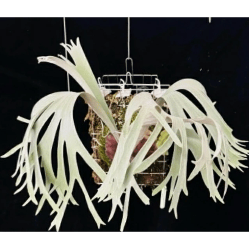 2025.11/22〜】板付ビカクシダ P. 'Nemo' （TC） | IMAMA