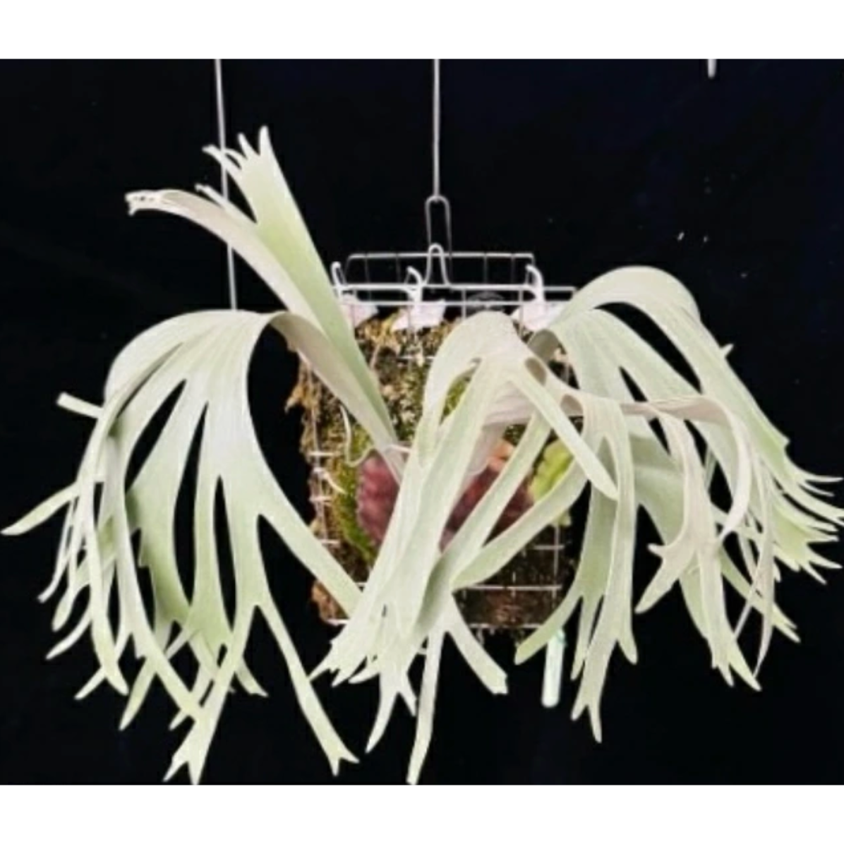 ミームン　ビカクシダ 2025.11/22〜】板付ビカクシダ P. 'Nemo' （TC） | IMAMA